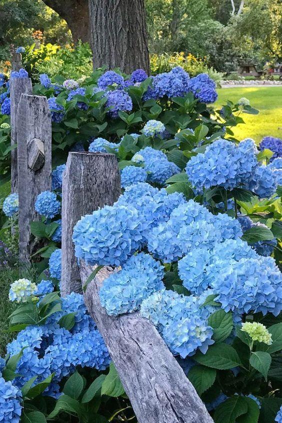 Enchanted Garden Blooms Symphony